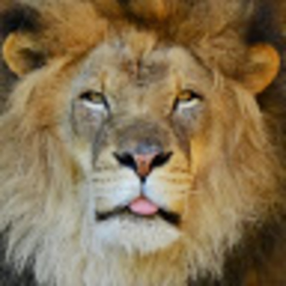 Meet your Posher, Casey - Picture 1 of 1